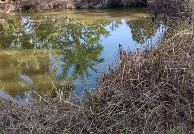 Orchard Agriculture Land @ Sungai Dara, Tanjung Malim, Perak 