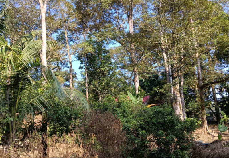 Orchard Agriculture Land @ Sungai Dara, Tanjung Malim, Perak 