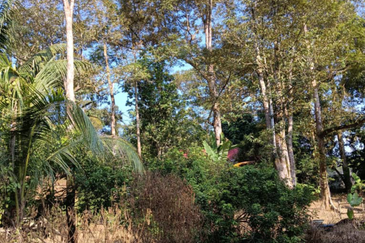 Orchard Agriculture Land @ Sungai Dara, Tanjung Malim, Perak 