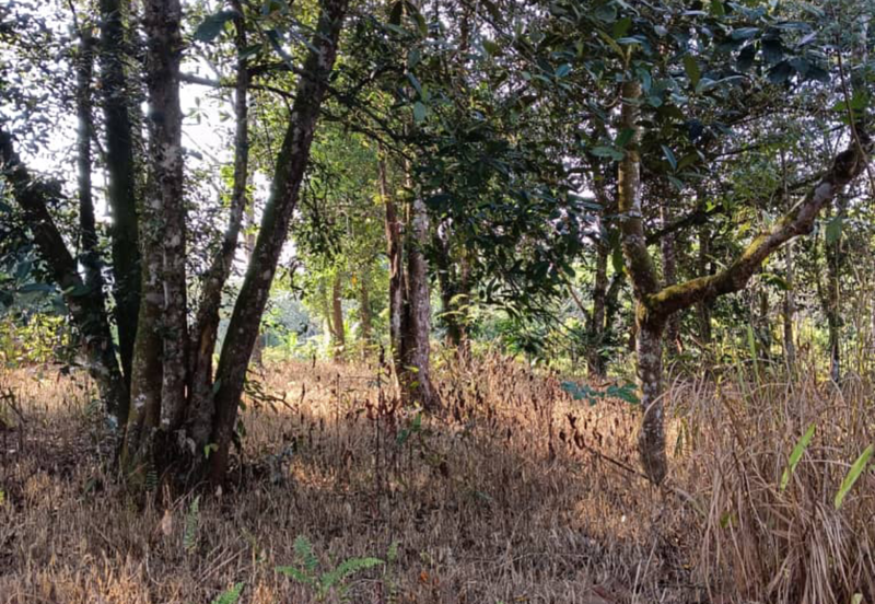 Orchard Agriculture Land @ Sungai Dara, Tanjung Malim, Perak 