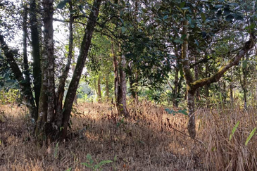 Orchard Agriculture Land @ Sungai Dara, Tanjung Malim, Perak 