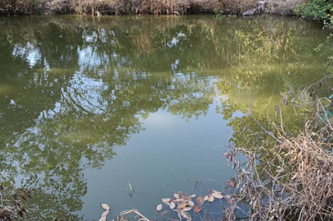 Orchard Agriculture Land @ Sungai Dara, Tanjung Malim, Perak 