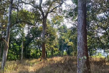 Orchard Agriculture Land @ Sungai Dara, Tanjung Malim, Perak 