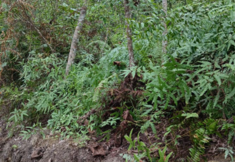 Agriculture Land @ Kerling, Hulu Selangor 