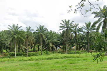 Industry Zoned Development Land @ Jasin Melaka 