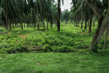 Industry Zoned Development Land @ Jasin Melaka 