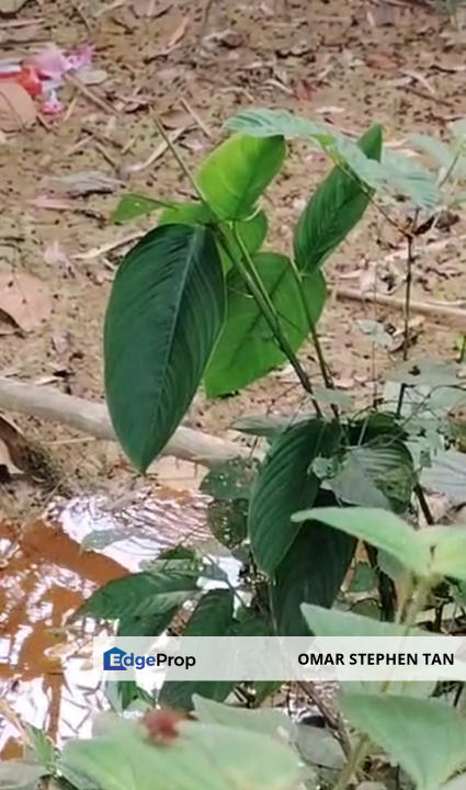 Roadside Agriculture Land @ Slim, Muallim, Perak, Perak, Hilir Perak