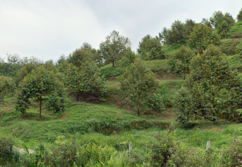 Durian Plantation @ Kerling, Hulu Selangor 