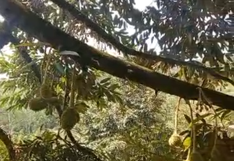 Durian Plantation @ Kerling, Hulu Selangor 