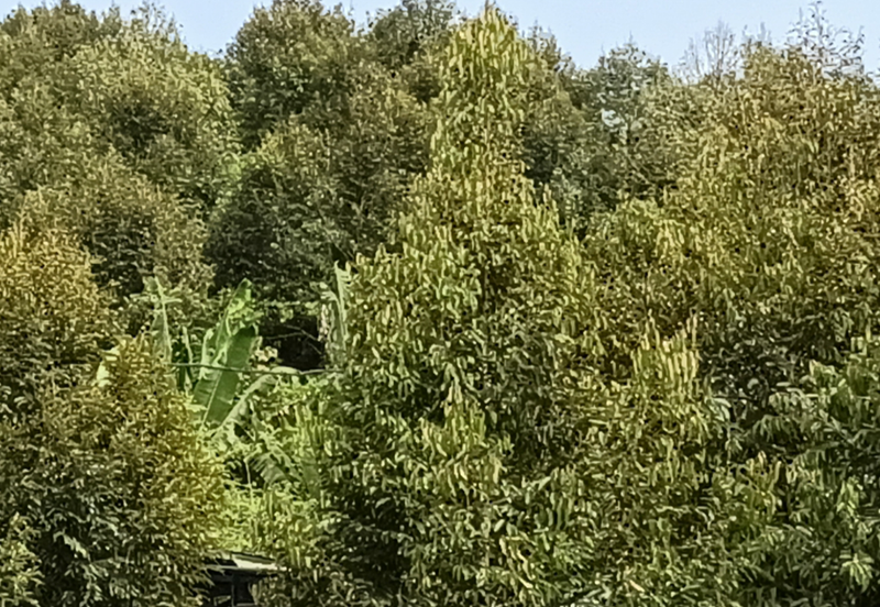 Durian Plantation @ Kerling, Hulu Selangor 