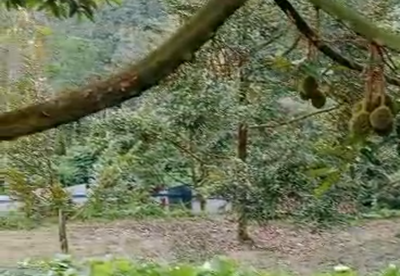 Durian Plantation @ Kerling, Hulu Selangor 