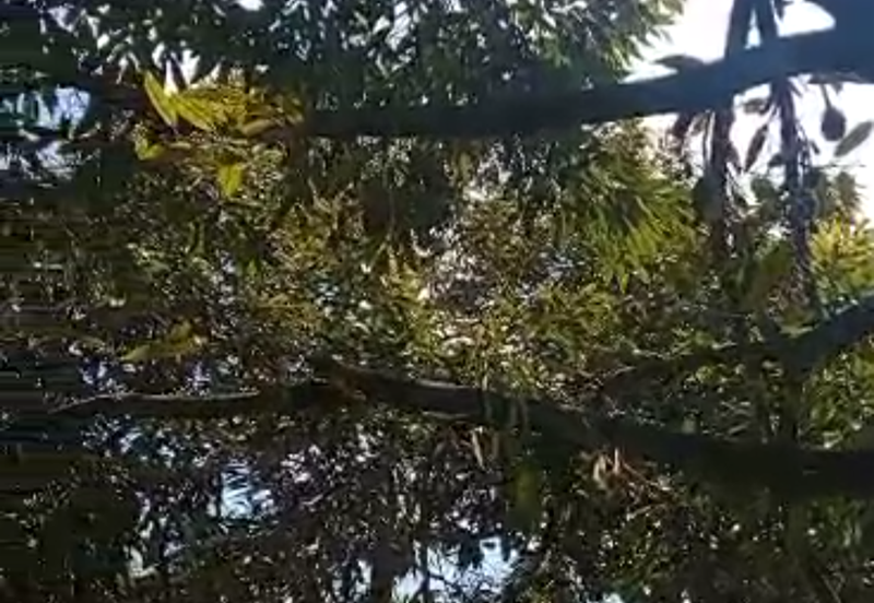 Durian Plantation @ Kerling, Hulu Selangor 