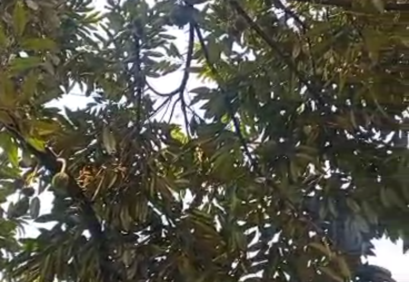 Durian Plantation @ Kerling, Hulu Selangor 