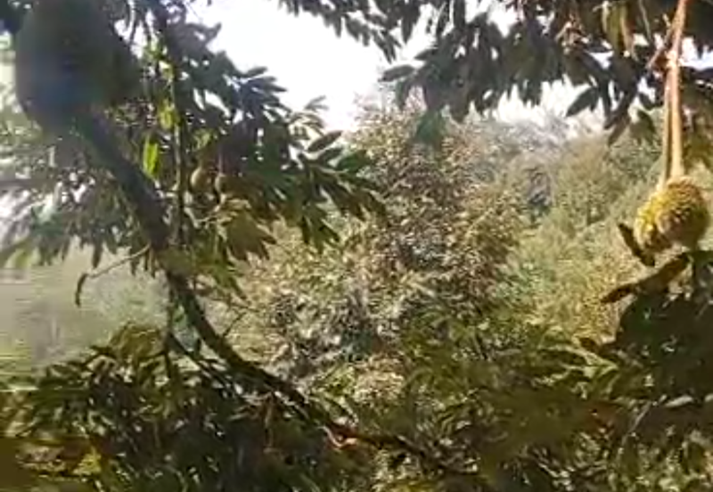 Durian Plantation @ Kerling, Hulu Selangor 