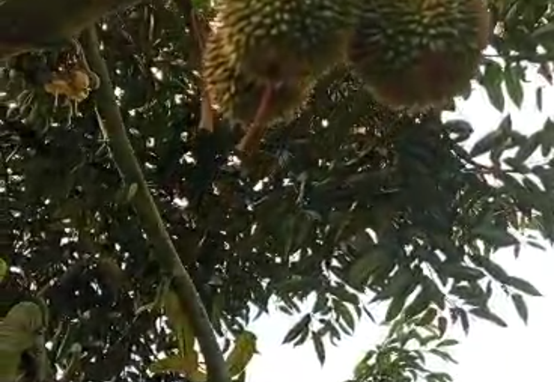 Durian Plantation @ Kerling, Hulu Selangor 