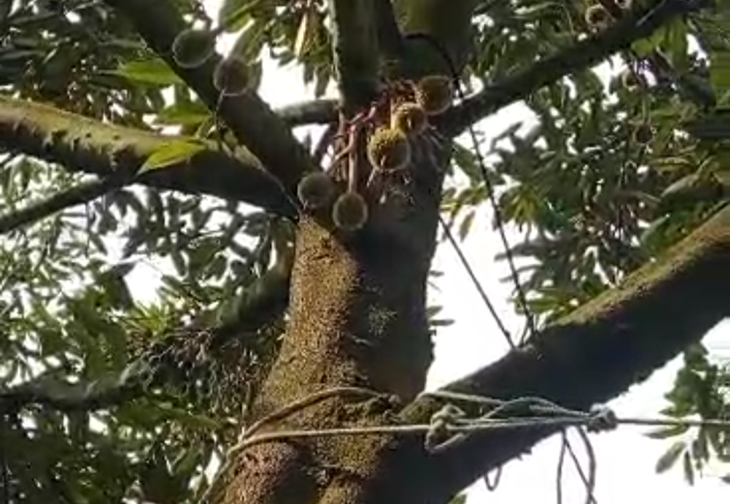 Durian Plantation @ Kerling, Hulu Selangor 
