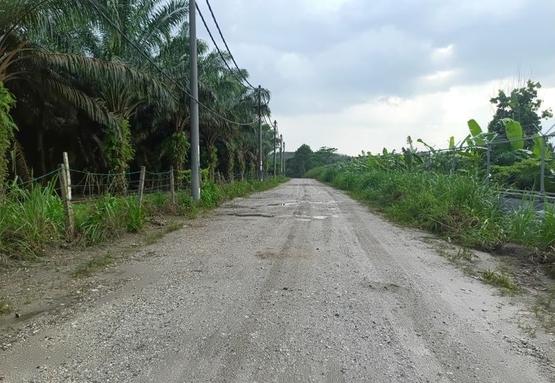 Kalumpang