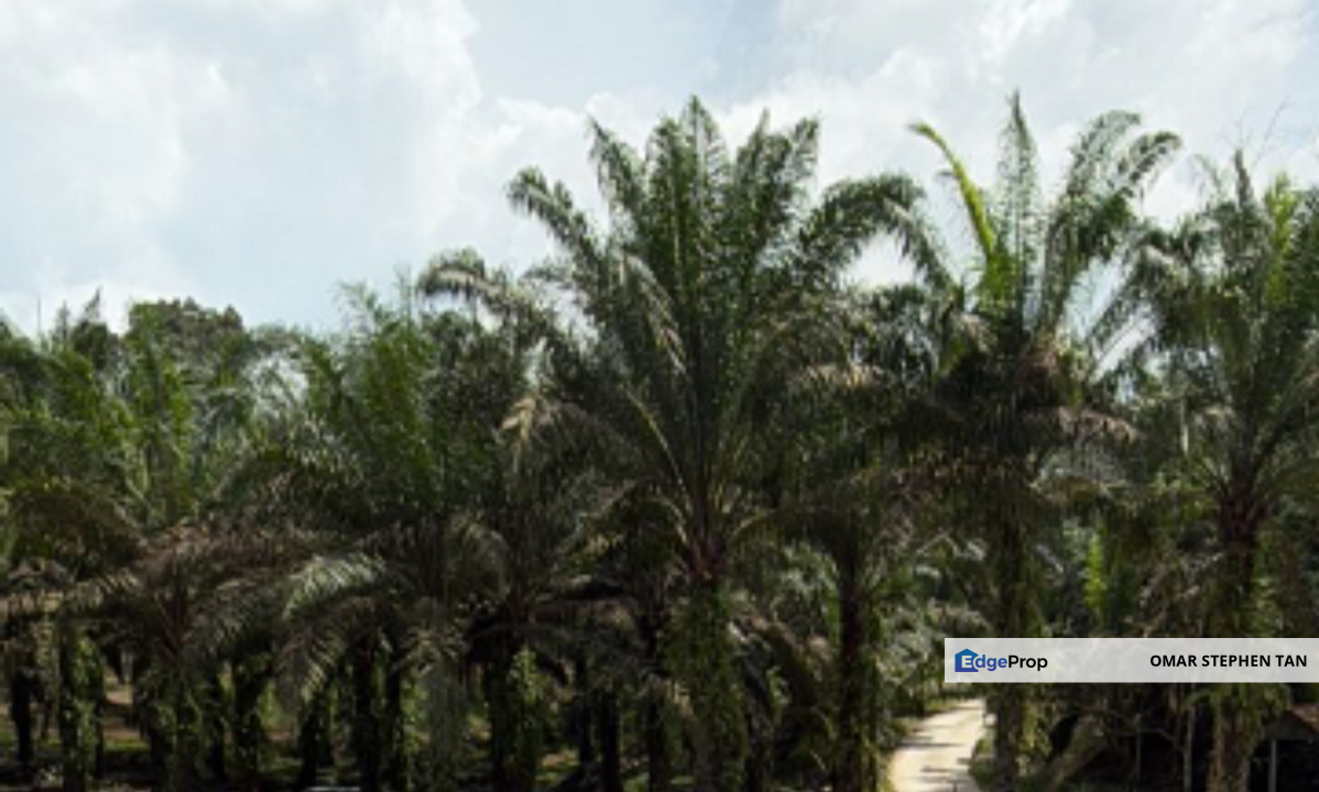 Agriculture Land @ Hulu Bernam, Tanjung Malim, Perak , Perak, Tanjung Malim