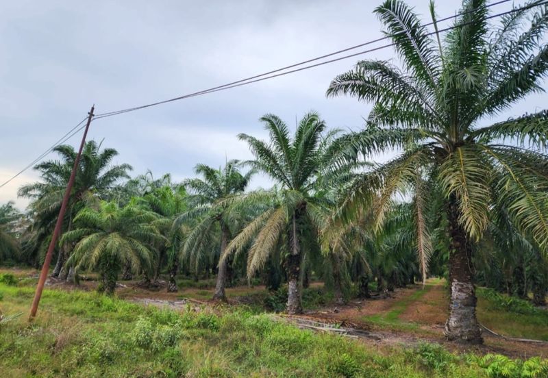 Oil Palm Plantation @ Sitiawan Perak