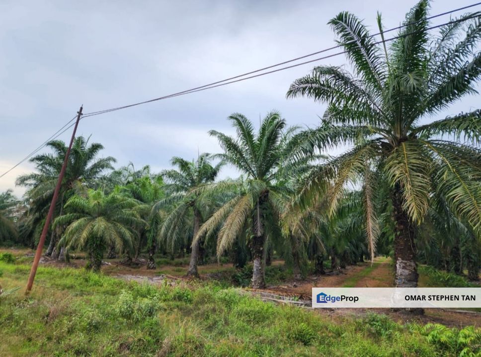 Oil Palm Plantation @ Sitiawan Perak, Perak, Sitiawan