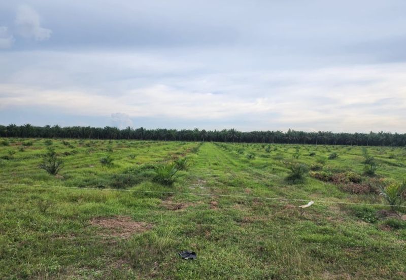 Oil Palm Plantation @ Sitiawan Perak