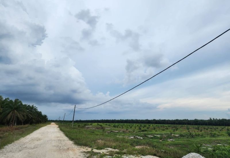 Oil Palm Plantation @ Sitiawan Perak