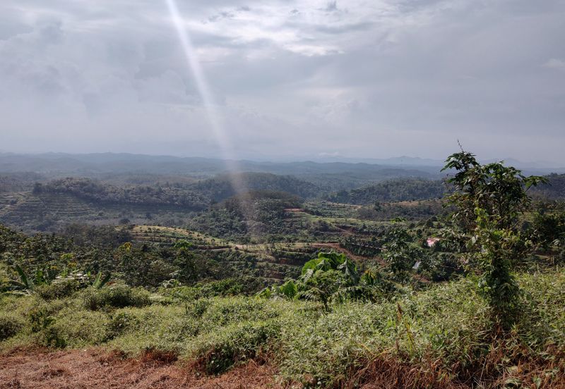 Agriculture Hilly Land @ Kerling Hulu Selangor 