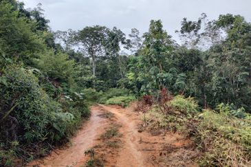 Agriculture Hilly Land @ Kerling Hulu Selangor 