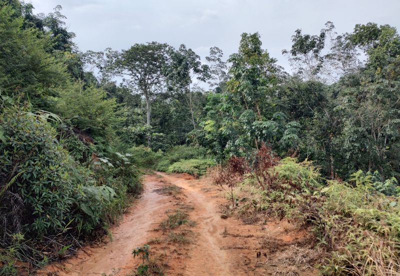Agriculture Hilly Land @ Kerling Hulu Selangor 