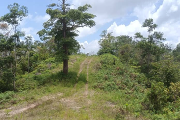 Agriculture Land @ Teras Tras Bentong Raub Pahang