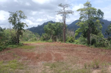 Agriculture Land @ Teras Tras Bentong Raub Pahang