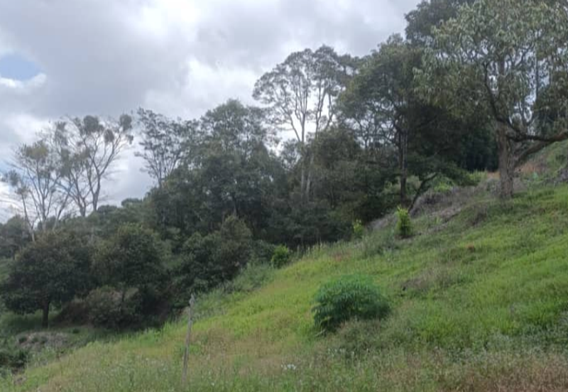 Agriculture Land @ Teras Tras Bentong Raub Pahang