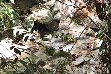 Stream Agriculture Land @ Hulu Langat Selangor 
