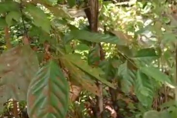 Stream Agriculture Land @ Hulu Langat Selangor 