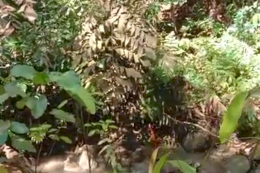 Stream Agriculture Land @ Hulu Langat Selangor 