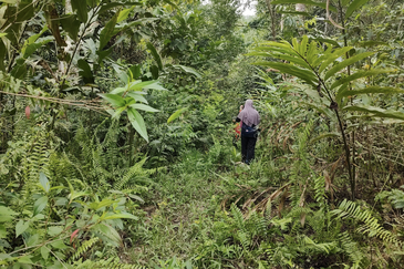 Stream Agriculture Land @ Hulu Langat Selangor 