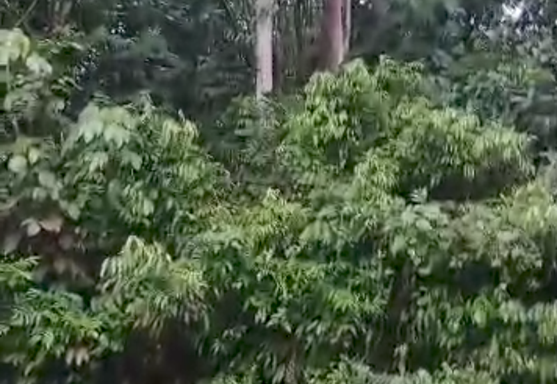 Agriculture Land @ Pekan Kerling, Hulu Selangor 