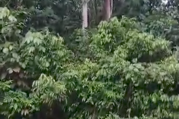 Agriculture Land @ Pekan Kerling, Hulu Selangor 