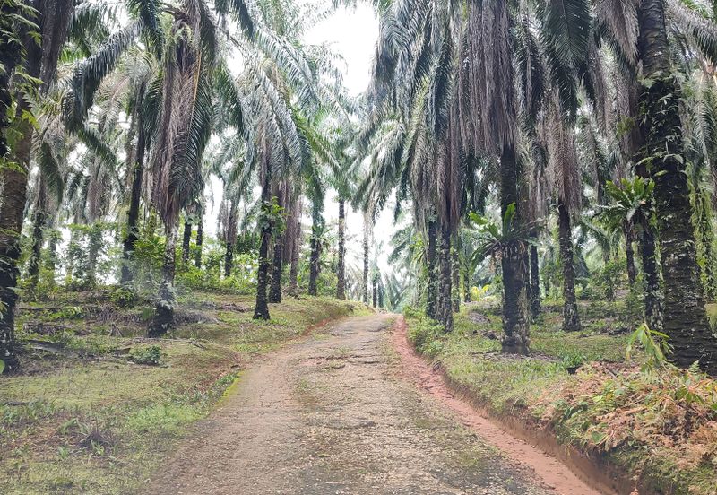 Oil Palm Land @ Sg Jang Kerling, Hulu Selangor 