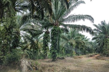 Oil Palm Land @ Sg Jang Kerling, Hulu Selangor 