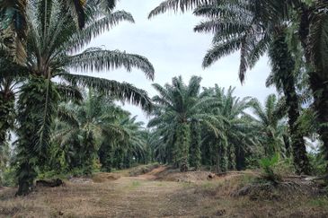 Oil Palm Land @ Sg Jang Kerling, Hulu Selangor 