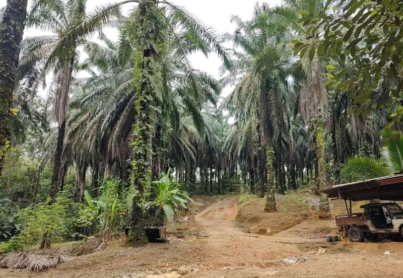 Oil Palm Land @ Sg Jang Kerling, Hulu Selangor 