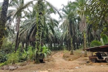 Oil Palm Land @ Sg Jang Kerling, Hulu Selangor 