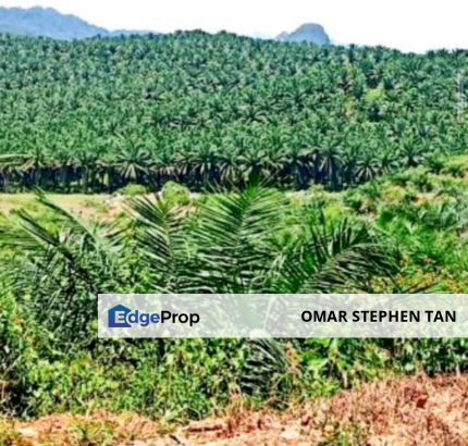 Oil Palm Plantation @ Jeli - Gua Musang, Kelantan, Kelantan, Gua Musang