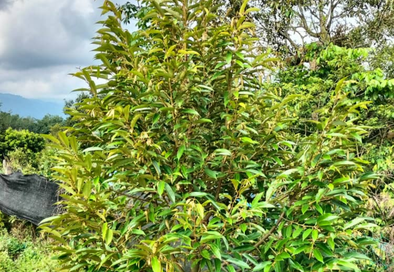 Durian Orchard Land @ Bernam Tanjung Malim Perak 