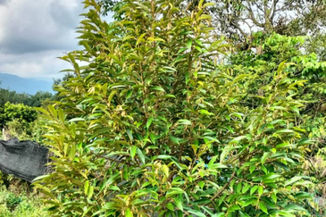 Durian Orchard Land @ Bernam Tanjung Malim Perak 