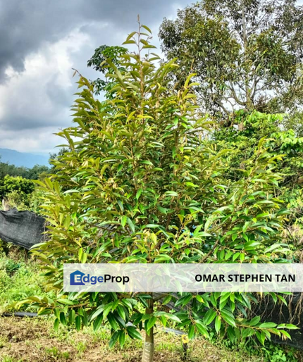 Durian Orchard Land @ Bernam Tanjung Malim Perak , Perak, Tanjung Malim