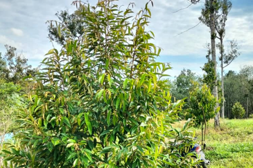 Durian Orchard Land @ Bernam Tanjung Malim Perak 