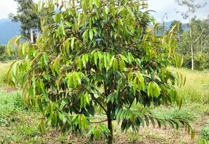 Durian Orchard Land @ Bernam Tanjung Malim Perak 