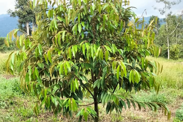 Durian Orchard Land @ Bernam Tanjung Malim Perak 